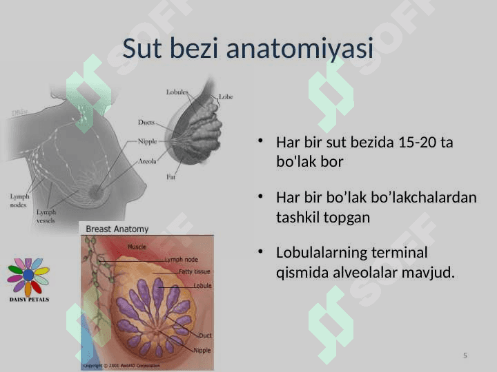 Sut bezi saratoni 5