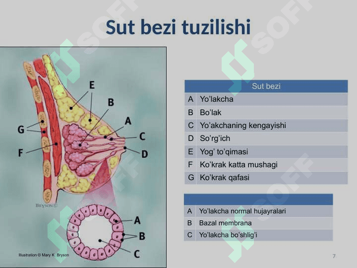 Sut bezi saratoni 7