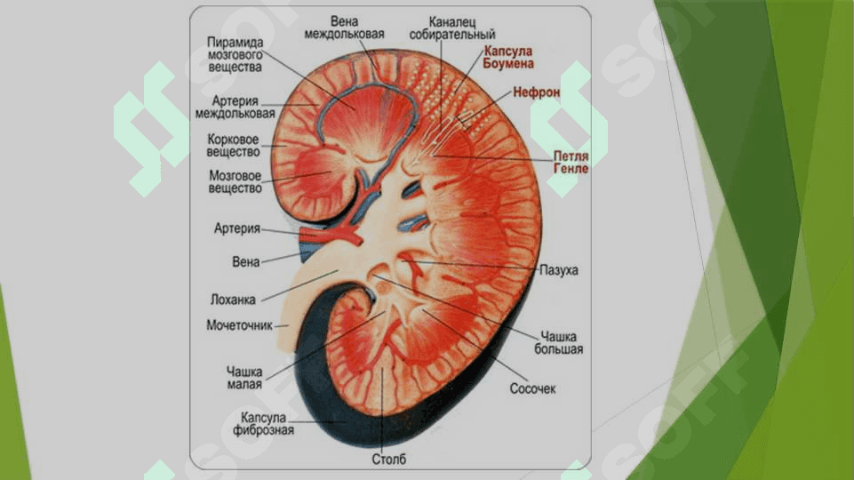 GLOMERULONEFRITLAR 2