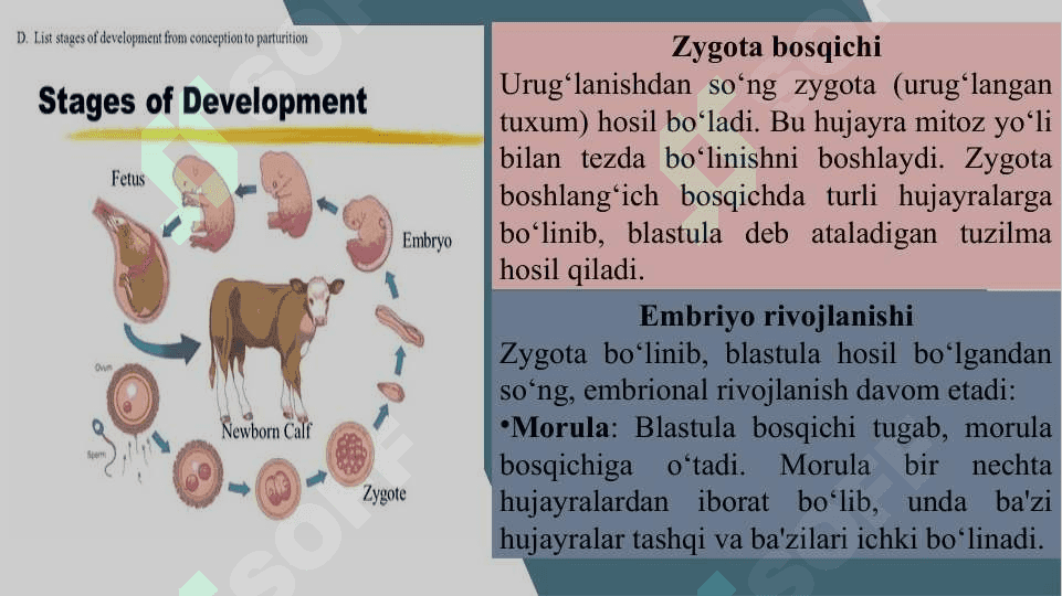 Sigirning embrional rivojlanishi 3
