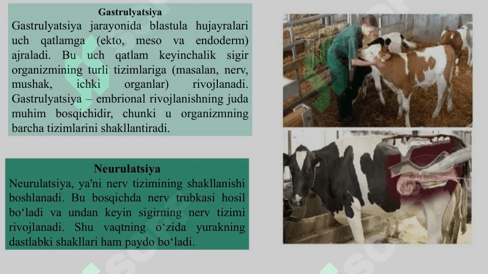 Sigirning embrional rivojlanishi 4