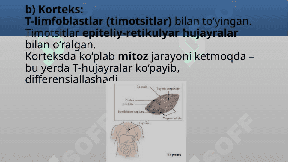Timus tuzilishi, taraqqiyoti va vazifasi 8