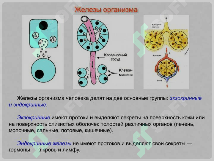 Гипоталамо-гипофизарная система 2