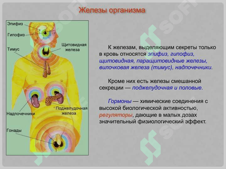 Гипоталамо-гипофизарная система 3