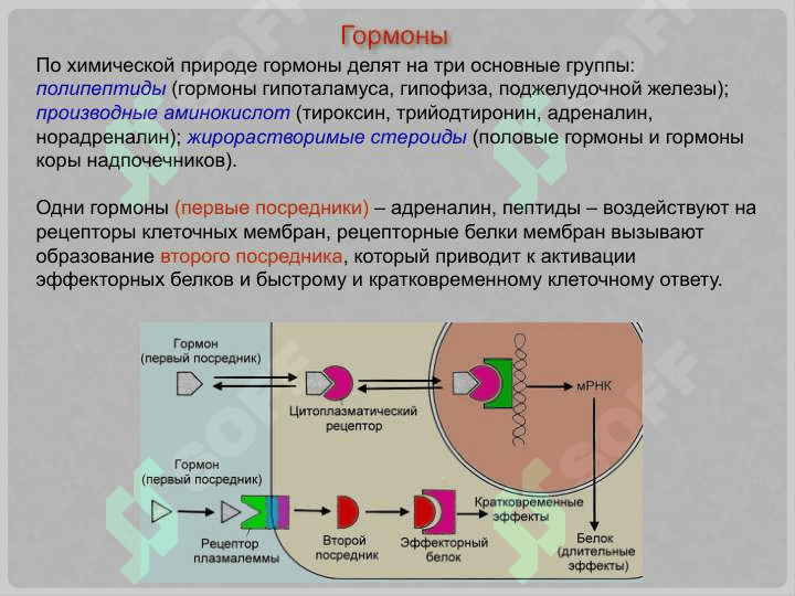 Гипоталамо-гипофизарная система 4