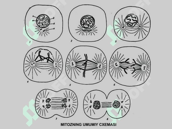 XROMOSOMA.  HUJAYRANING HAYOT SIKLI.  MITOZ. MEYOZ. 6