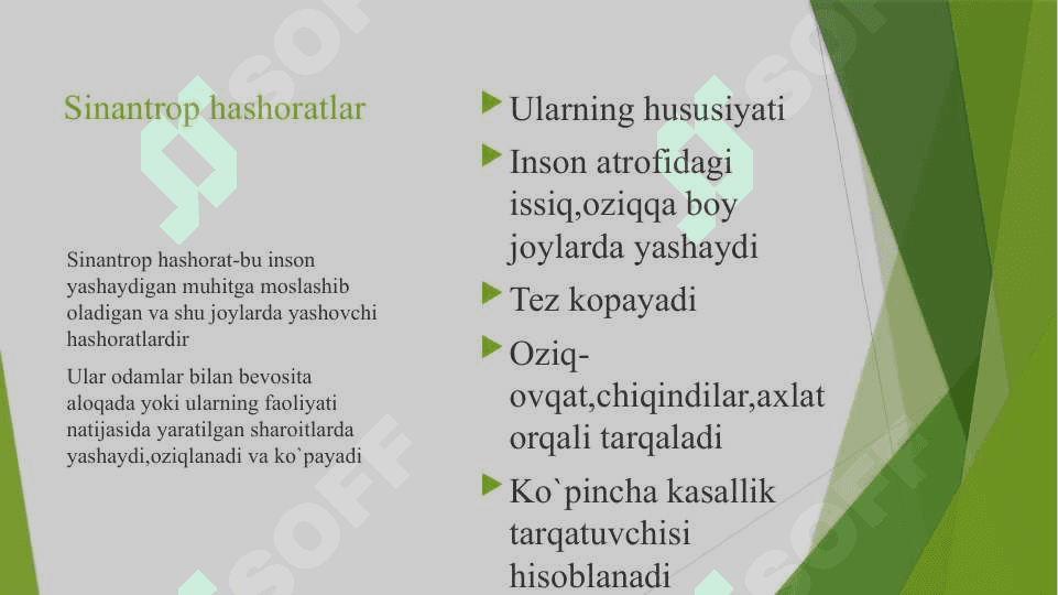 Sinantrop hashoratlarning epidemiologik ahamiyati 4
