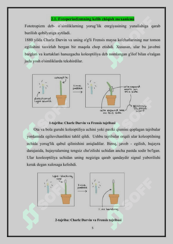: Fotoperiodizm, uning o’simliklar hayotidagi ahamiyati 5