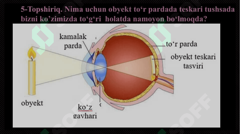Eshitish organlarining tuzilishi, eshitish gigiyenasi 7