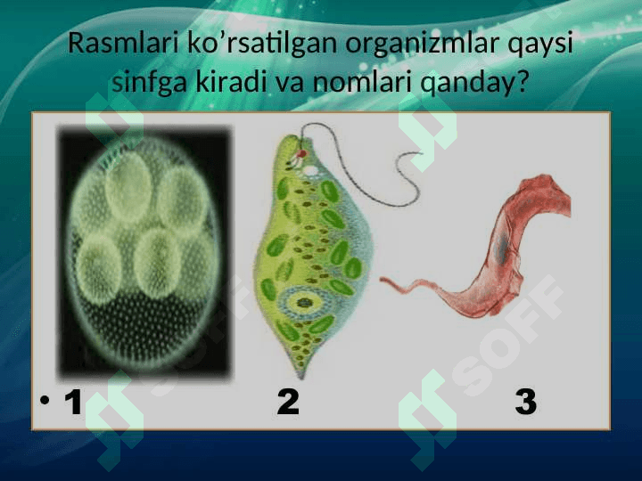 Infuzoriyalar va sporalilar sinflari 3