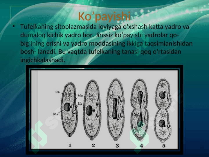 Infuzoriyalar va sporalilar sinflari 8
