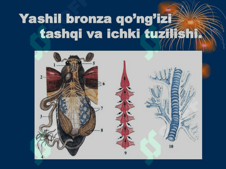 Hashaorotlarning ko‘payishi va rivojlanishi 3