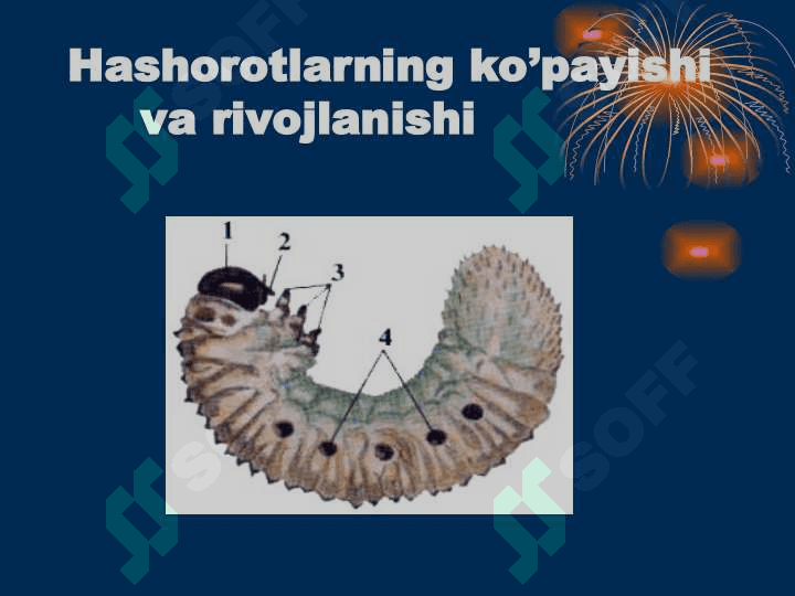Hashaorotlarning ko‘payishi va rivojlanishi 4