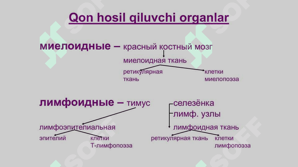 Тимус ва фабрициус халтаси 3