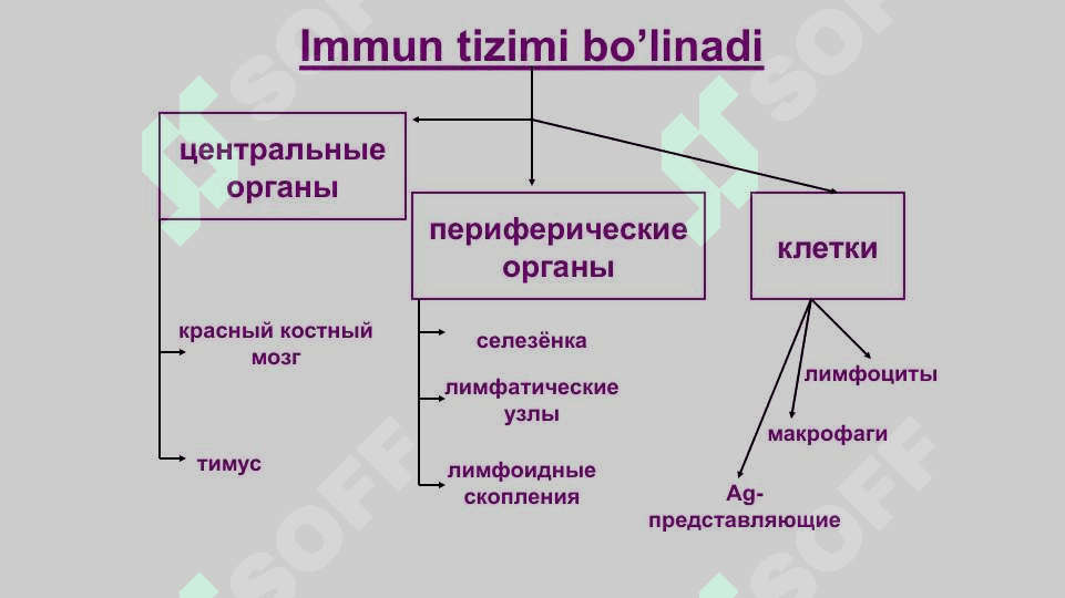 Тимус ва фабрициус халтаси 4