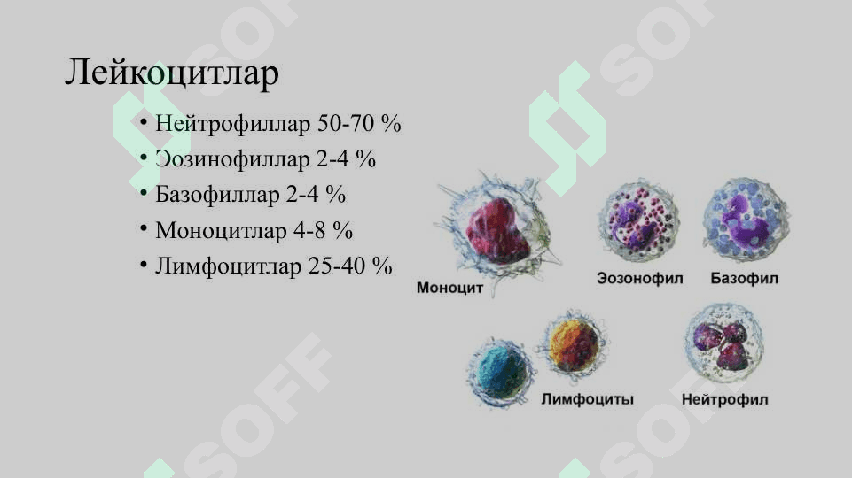 Организм химояси носпецифик ва специфик иммунитет турлари 3