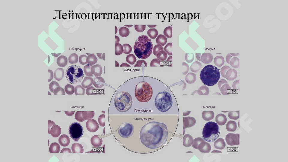 Организм химояси носпецифик ва специфик иммунитет турлари 4