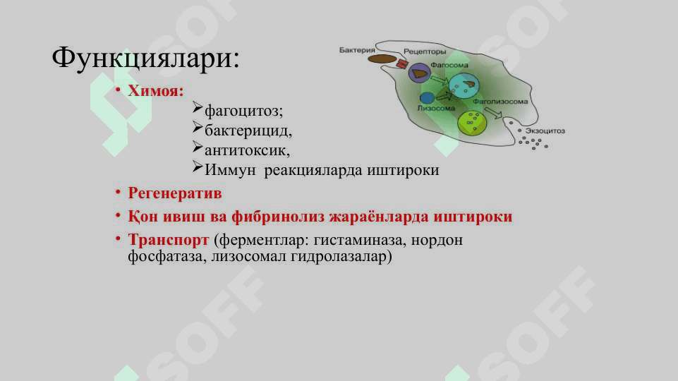 Организм химояси носпецифик ва специфик иммунитет турлари 5