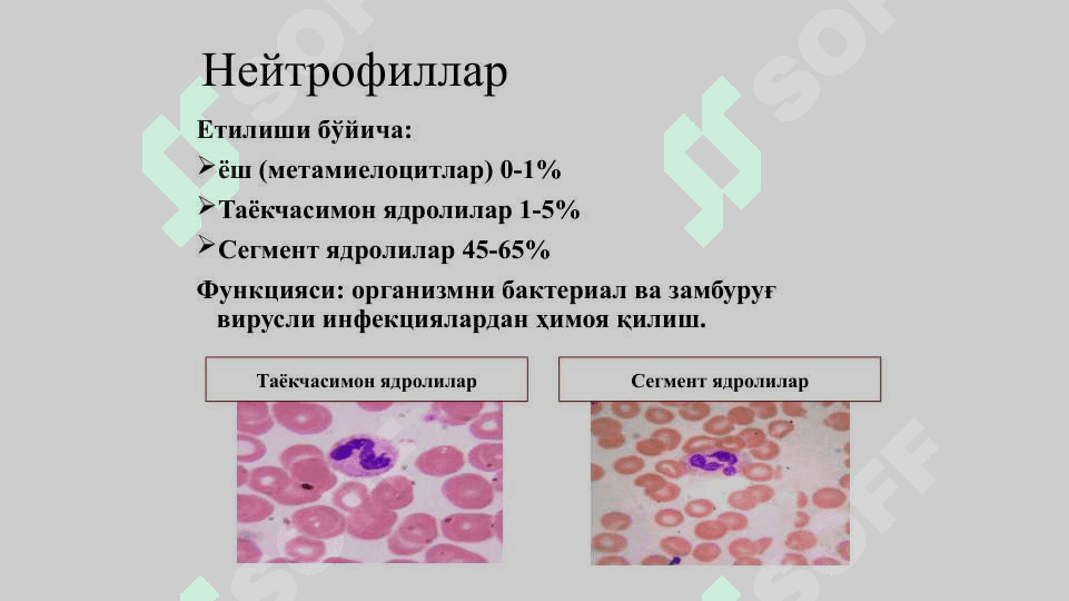 Организм химояси носпецифик ва специфик иммунитет турлари 6