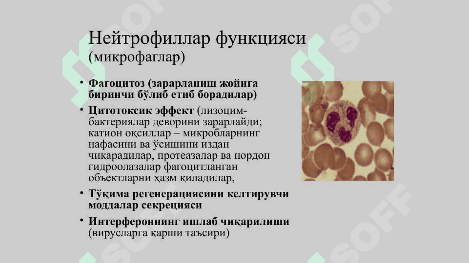 Организм химояси носпецифик ва специфик иммунитет турлари 7