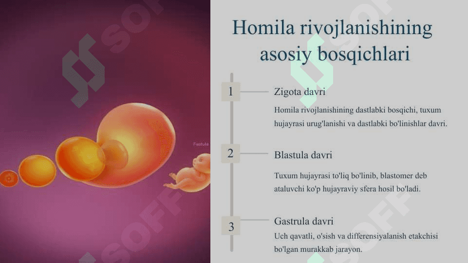 Homila embriologiyasidagi qaltis davrlar 2