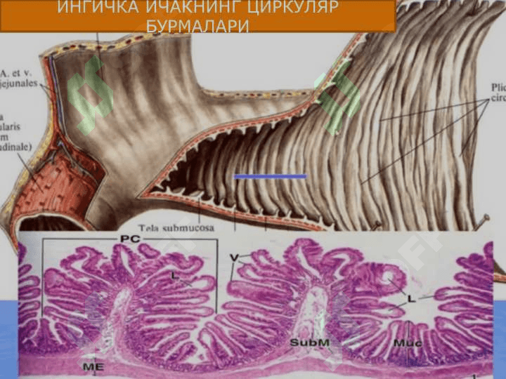 ХАЗМ СИСТЕМАСИ ИНГИЧКА ИЧАК,ЙУГОН ИЧАК 5