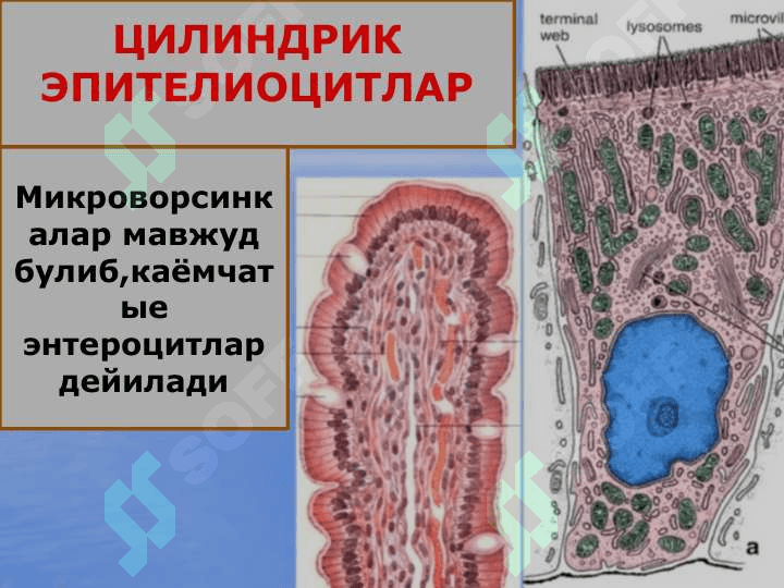 ХАЗМ СИСТЕМАСИ ИНГИЧКА ИЧАК,ЙУГОН ИЧАК 8