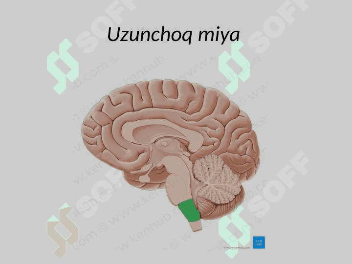 Uzunchoq miya Узунчок мия 5