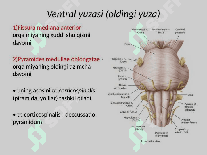 Uzunchoq miya Узунчок мия 7