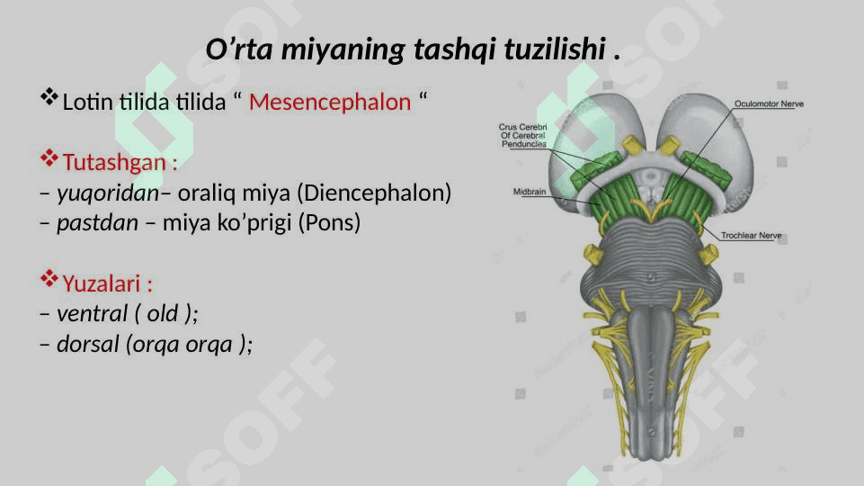 Orta miya O'rta miya Урта мия Орта мия Ўрта мия 5