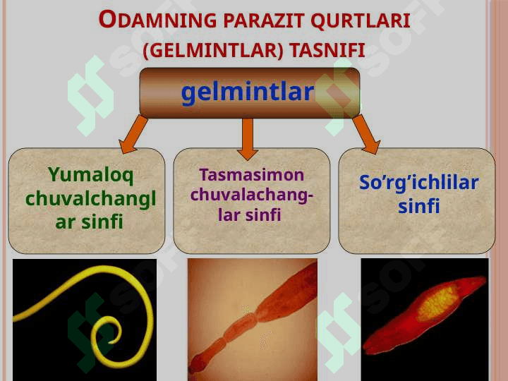 Odamlarda parazitlik qiladigan tasmasimonlar: cho'chqa va qoramol solityori 3