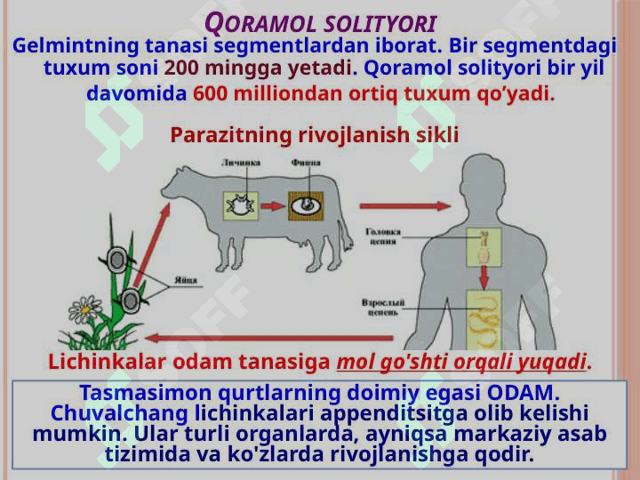 Odamlarda parazitlik qiladigan tasmasimonlar: cho'chqa va qoramol solityori 5