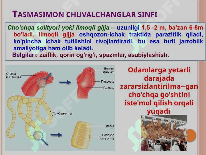 Odamlarda parazitlik qiladigan tasmasimonlar: cho'chqa va qoramol solityori 6