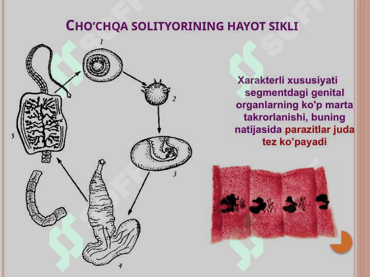 Odamlarda parazitlik qiladigan tasmasimonlar: cho'chqa va qoramol solityori 7
