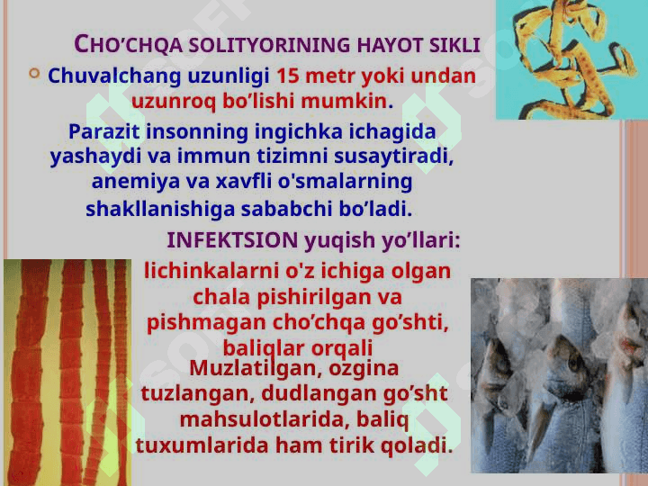 Odamlarda parazitlik qiladigan tasmasimonlar: cho'chqa va qoramol solityori 8