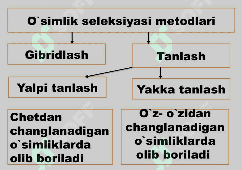 O`simlik va hayvonlar seleksiyasi 5