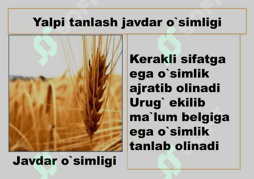 O`simlik va hayvonlar seleksiyasi 6