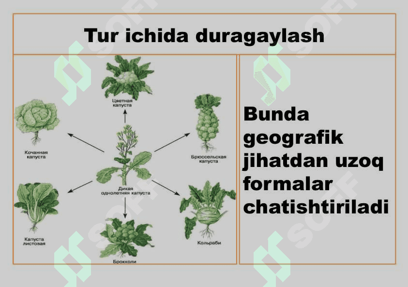 O`simlik va hayvonlar seleksiyasi 8
