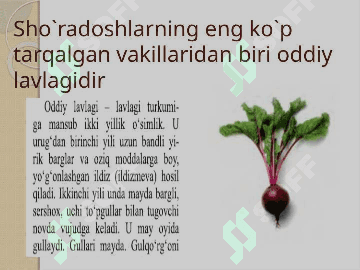 Sho`radoshlar oilasi 3