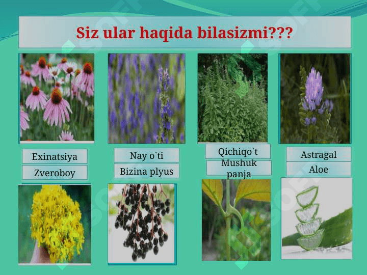Qirqbo`g`imlar mavzusida 6