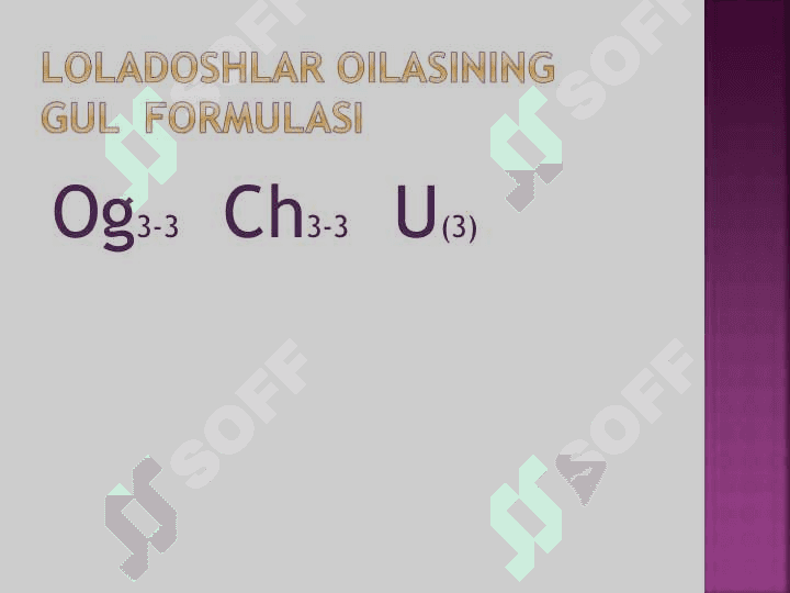 loladoshlar oilasi 3