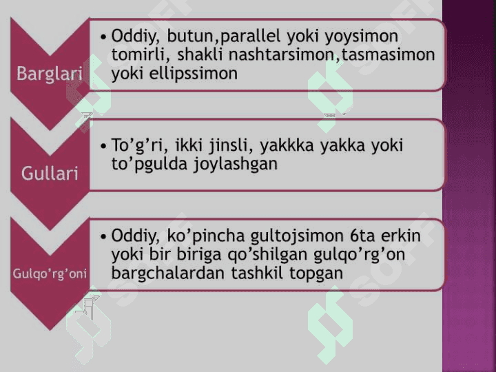 loladoshlar oilasi 5