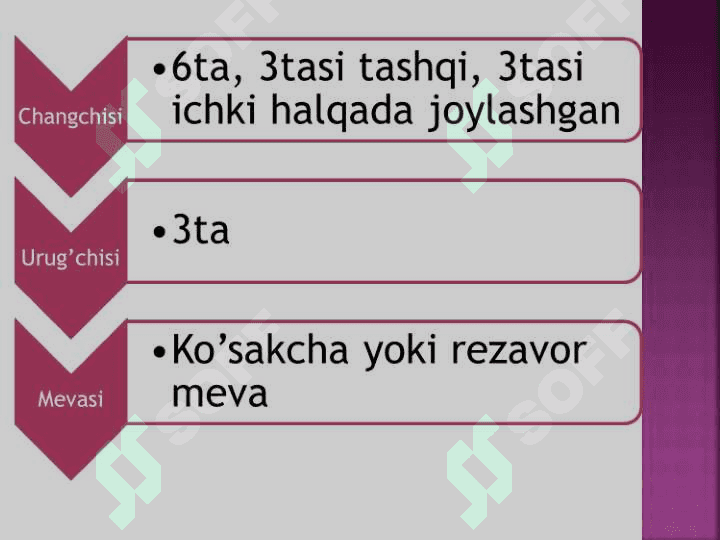loladoshlar oilasi 6