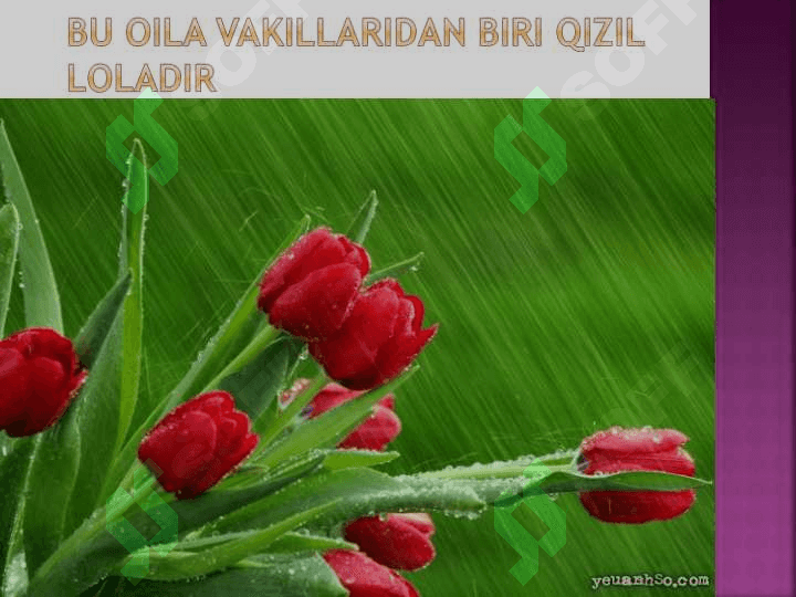 loladoshlar oilasi 8