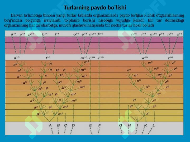 TURLARNING PAYDO BO`LISHI 5