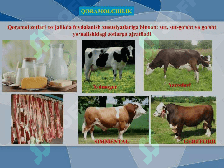 “SUTEMIZUVCHILAR SINFIGA MANSUB CHORVA MOLLARI” 3