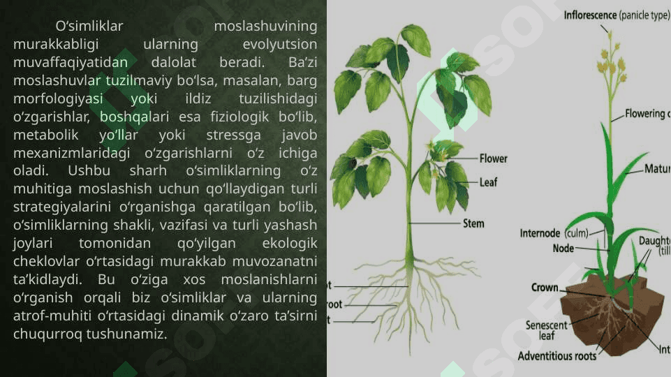 O’simliklarning yangi muhitga moslashuvi 8