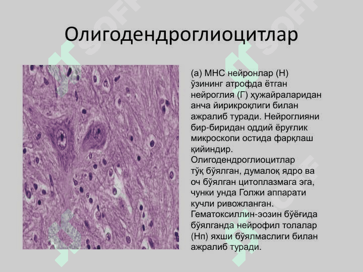 Nerv sistemasi tarqatma materiallar 3