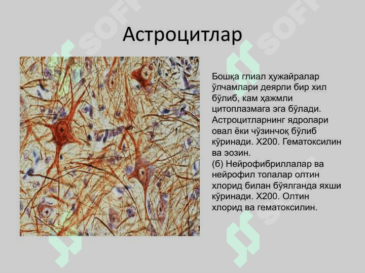Nerv sistemasi tarqatma materiallar 4
