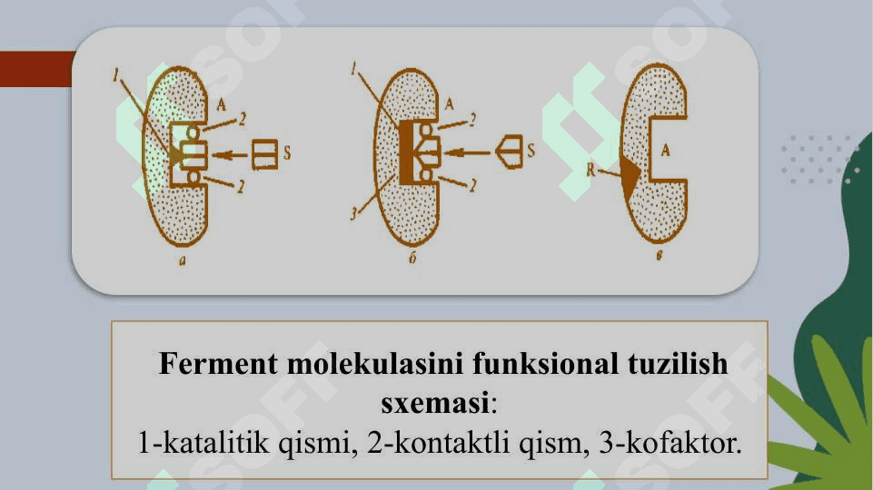 TOZA FERMENTLAR AJRATIB OLISH USULLARI 5